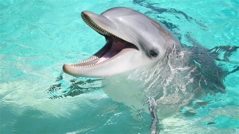 Dolphin sounds - Consequently, this could result in your newborn making a variety of unusual sounds during their first few weeks, including the distinctive dolphin-like noises. This phenomenon is particularly common when the baby is asleep. Essentially, the dolphin-like noises occur when mucus blockages in their nostrils disrupt the normal flow of air.